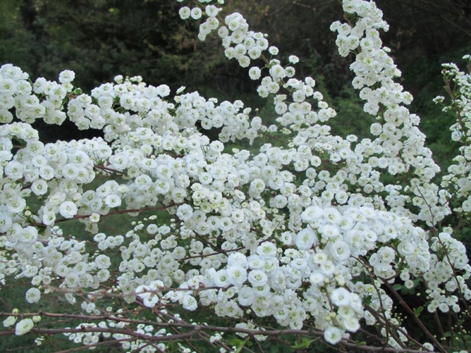 Spirea de mireasă
