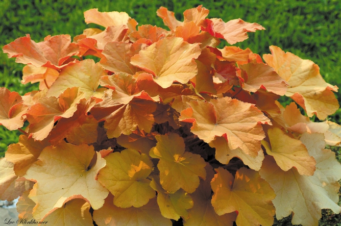 heuchera caramel