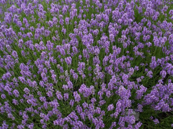 lavanda, levănţică