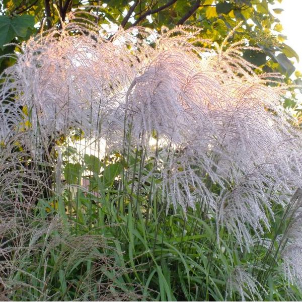 Iarbă ornamentală memory