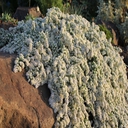 ASTER SNOW FLURRY