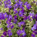 Aubrițel