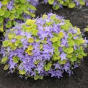 campanula garganica dicksons gold