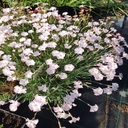 dianthus gratianopolitanus la bourboule