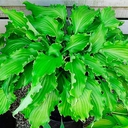 hosta unruly child