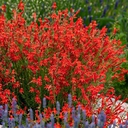 penstemon pinifolius