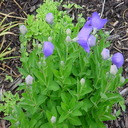 platycodon grandiflorus