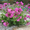 silene rolleys favorite