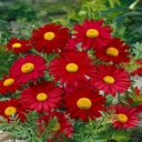 tanacetum coccineum robinson red